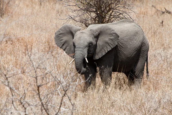 Słoń stojący między krzakami — Zdjęcie stockowe