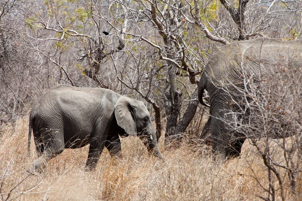 Elefanten laufen zwischen den Büschen — Stockfoto