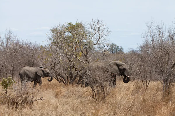 Elefantes caminando entre los arbustos —  Fotos de Stock