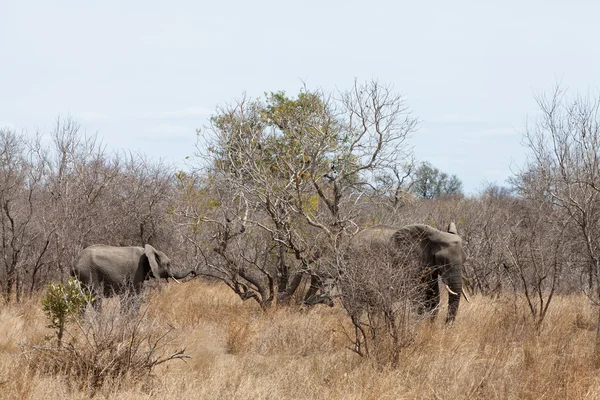 Слоны ходят между кустами — стоковое фото