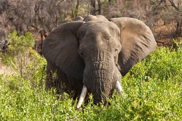 Çalılıkların arasında duran fil — Stok fotoğraf