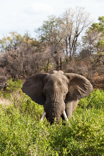 站在灌木丛里的大象 — 图库照片