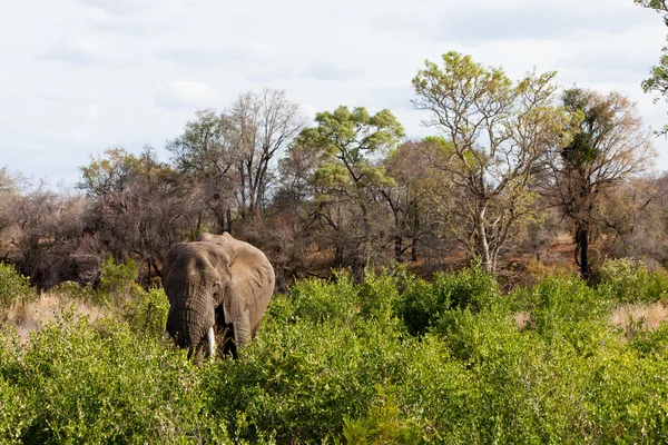 हाथी झाड़ियों के बीच खड़े — स्टॉक फ़ोटो, इमेज