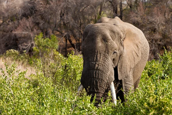 Elephant standing between the bushes — Stock Photo, Image