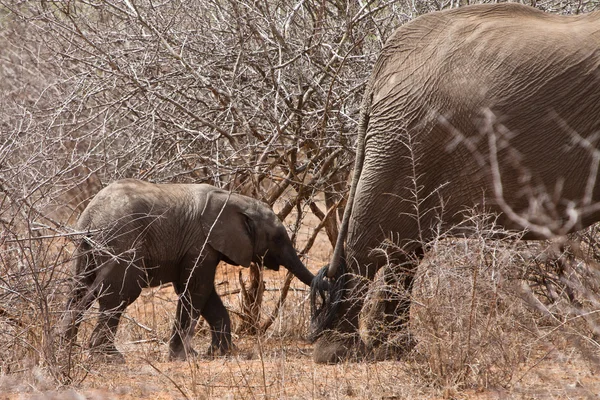 Unga elefant håller hennes mödrar svans — Stockfoto