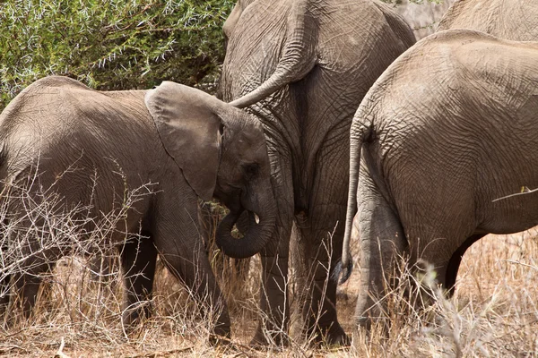 Elephants walking Between the bushes — Stock Photo, Image