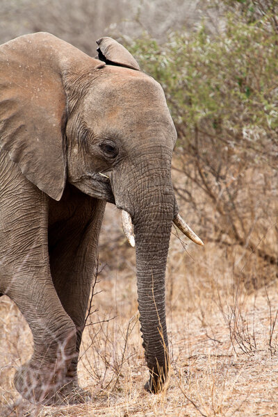 Big elephant walking between the bushes