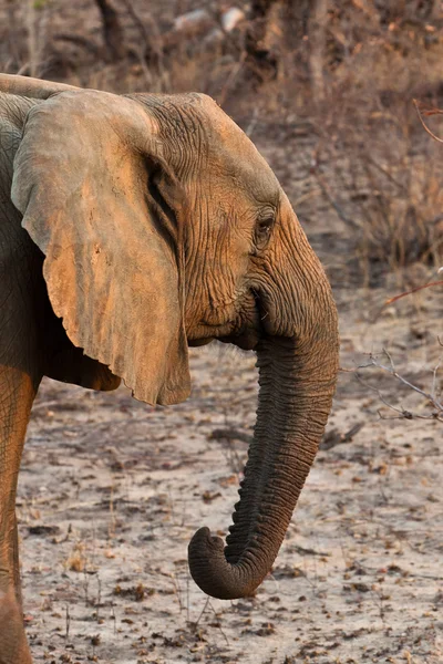 Слон идет между кустами — стоковое фото