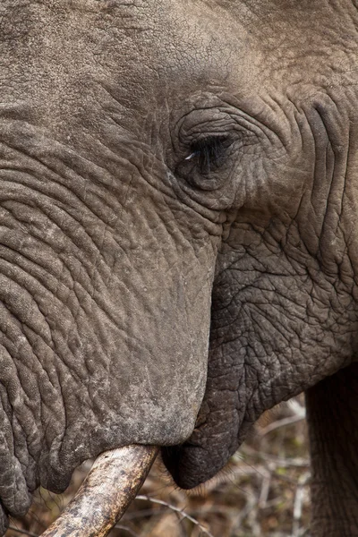 Detail hlavy sloni — Stock fotografie