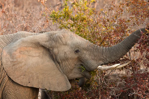 Slon jíst listy ze stromu — Stock fotografie