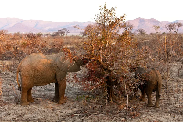 Elefantes alimentándose entre los arbustos —  Fotos de Stock