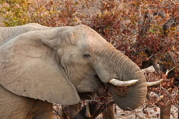 大象吃叶子从一棵树 — 图库照片