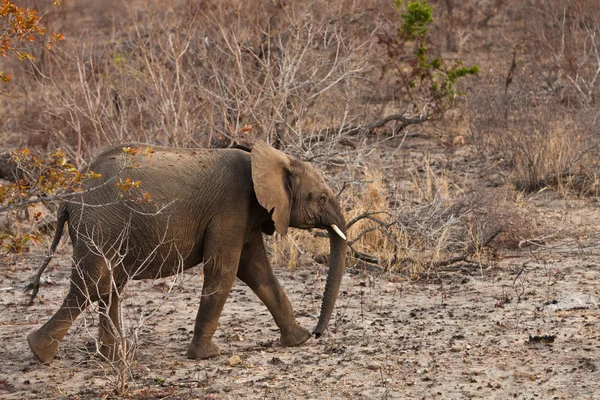 Promenade des éléphants Entre les buissons — Photo