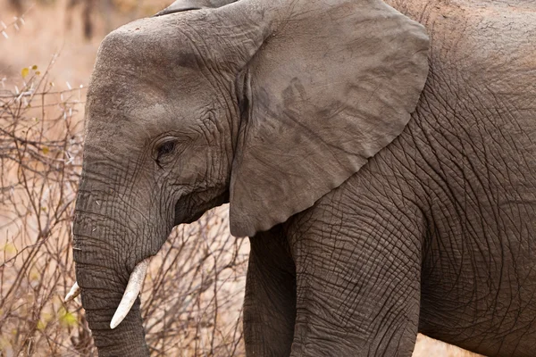Fechar de uma cabeça de elefantes — Fotografia de Stock