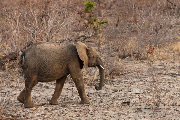 Слон идет между кустами — стоковое фото