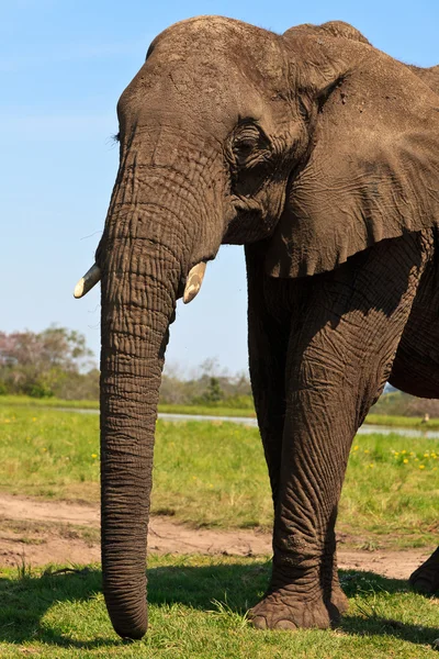 Elefanten står på gräset — Stockfoto