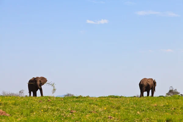 Elefantes caminando en un pastizal — Foto de Stock