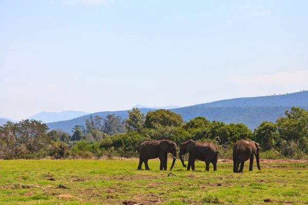 Elefantes caminando en un pastizal —  Fotos de Stock