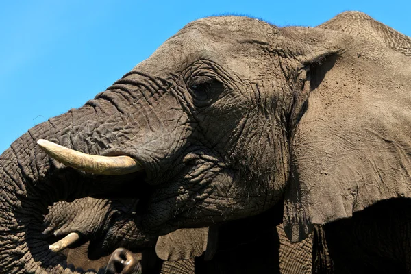 Primer plano de una cabeza de elefante — Foto de Stock