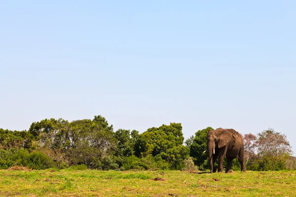 Olifant lopen op grasland — Stockfoto