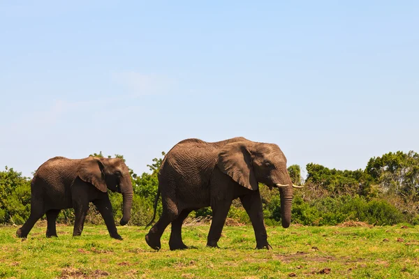 Слоны ходят между кустами — стоковое фото