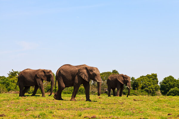 Several elephants walking between the bushes