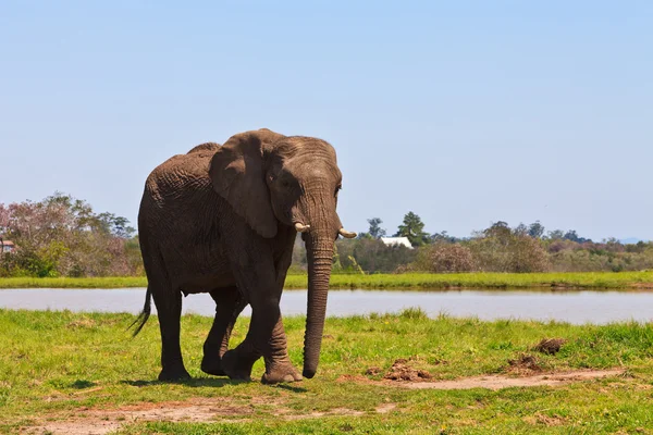 Elefante caminando cerca del agua —  Fotos de Stock