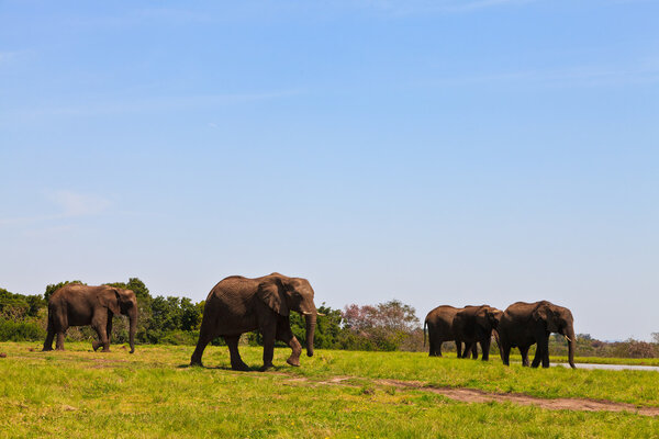 Several elephants walking between the bushes