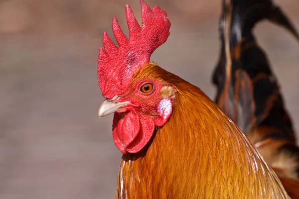 Red rooster bird in closeup Royalty Free Stock Photos
