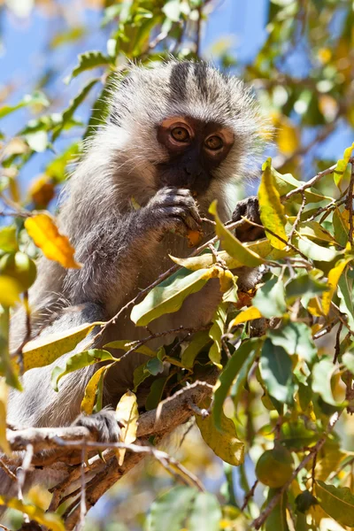 Jonge aap zitten in een boom — Stockfoto