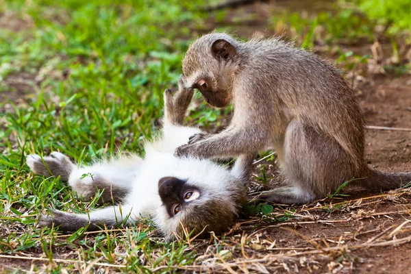 Twee monkey spelen op de grond — Stockfoto