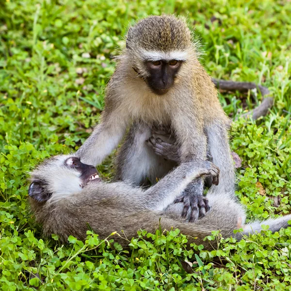 Dwie małpy, grając na ziemi — Zdjęcie stockowe