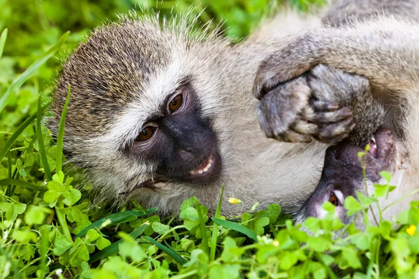 Two monkey playing on the ground — Stock Photo, Image