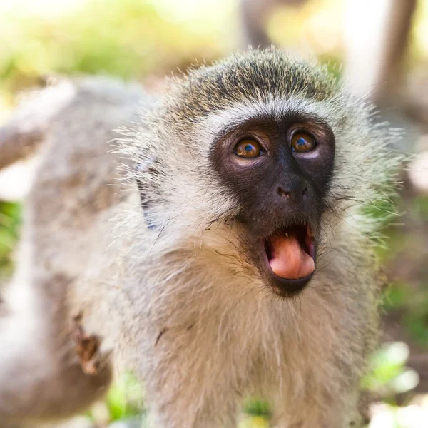 Opice kočkodani pohledu překvapený — Stock fotografie