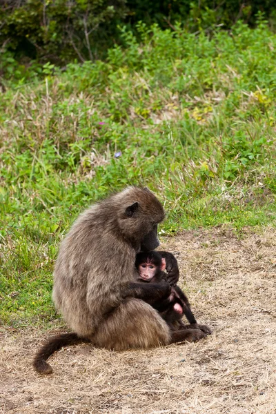 Baviaan moeder borstvoeding haar jongere — Stockfoto
