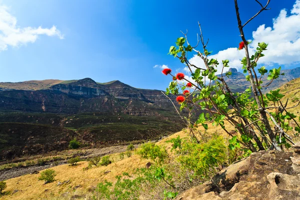Kırmızı çiçekler ile dağların arkasında — Stok fotoğraf