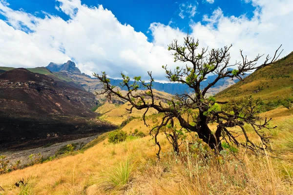 Árbol en un paisaje de montaña —  Fotos de Stock