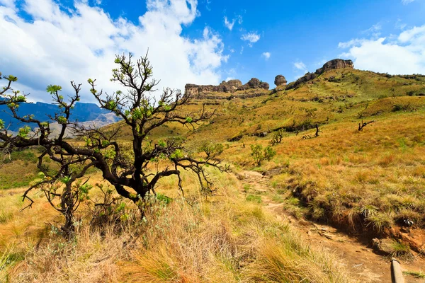 山の風景でツリー — ストック写真