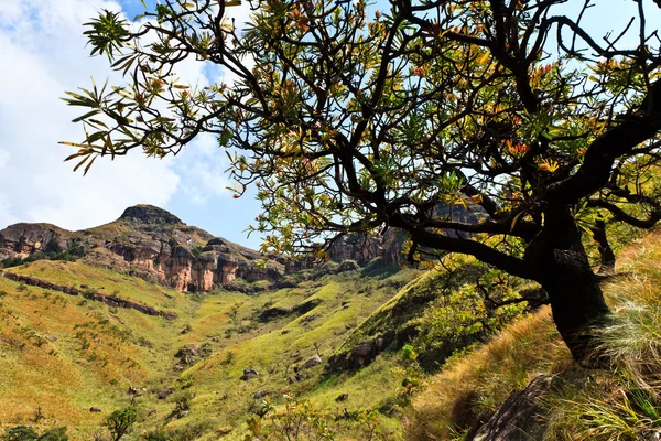 山の風景でツリー — ストック写真