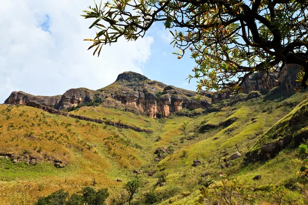 Baum in einer Berglandschaft — Stockfoto