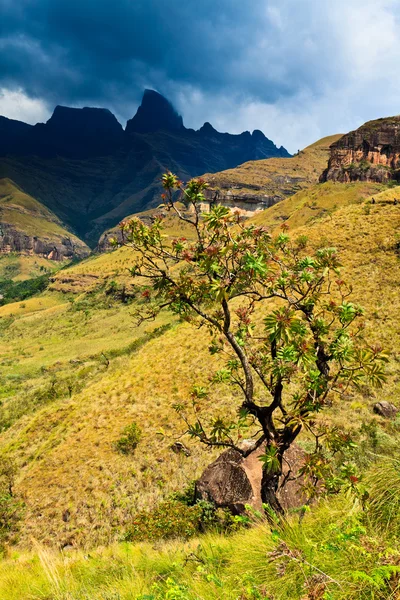 Árbol en un paisaje de montaña —  Fotos de Stock