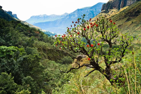 Albero in un paesaggio montano — Foto Stock