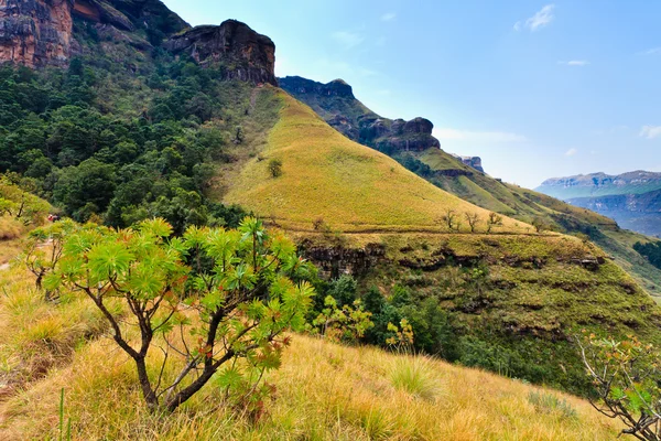 Árbol en un paisaje de montaña — Foto de Stock