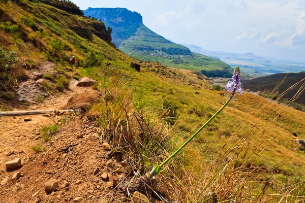 Bir dağ manzarası içinde çiçek — Stok fotoğraf