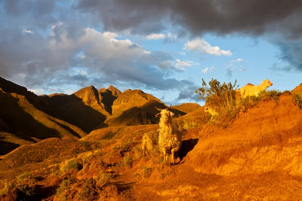 Горная долина освещена вечерним солнцем — стоковое фото