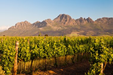 Vineyard Hills, Güney Afrika