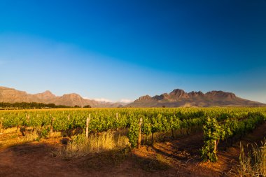 Vineyard Hills, Güney Afrika