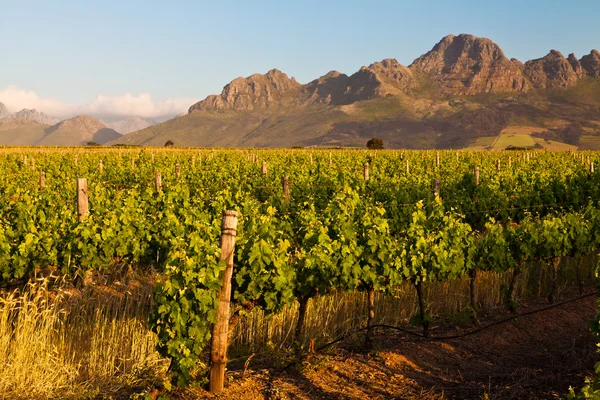 stock image Vineyard in the hills of South Africa