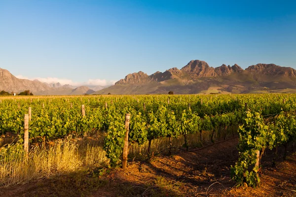 stock image Vineyard in the hills of South Africa