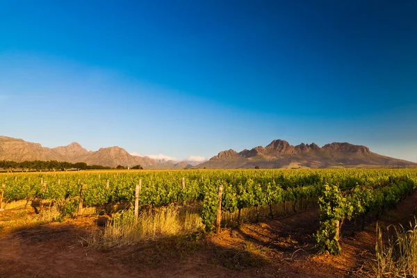 stock image Vineyard in the hills of South Africa